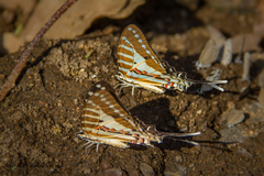 Graphium nomius