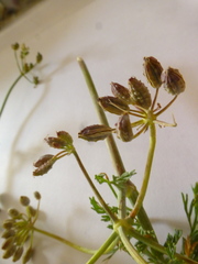 Capnophyllum africanum