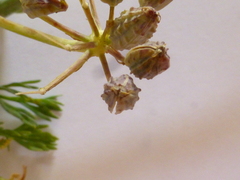 Capnophyllum africanum