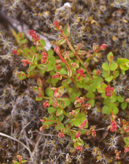 Gonocarpus micranthus micranthus