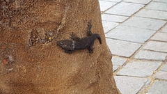 Tarentola delalandii