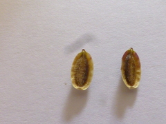 Capnophyllum africanum
