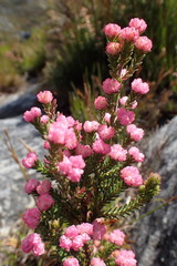 Erica tegulifolia