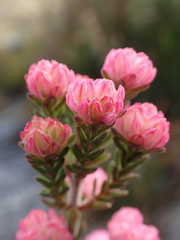 Erica tegulifolia