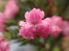 Erica tegulifolia