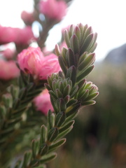 Erica tegulifolia