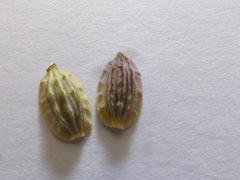 Capnophyllum africanum