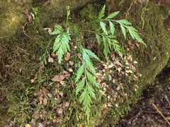 Asplenium appendiculatum appendiculatum