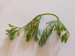 Capnophyllum africanum