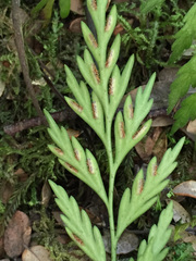 Asplenium appendiculatum appendiculatum