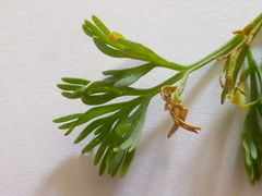 Capnophyllum africanum