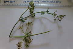 Capnophyllum africanum