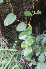 Parsonsia alboflavescens