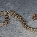 South American Hognose Snake - Photo (c) Michelle Delaloye, some rights reserved (CC BY-NC), uploaded by Michelle Delaloye