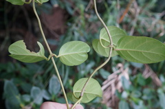 Parsonsia alboflavescens