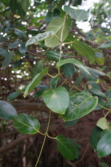 Parsonsia alboflavescens