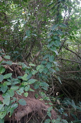 Parsonsia alboflavescens