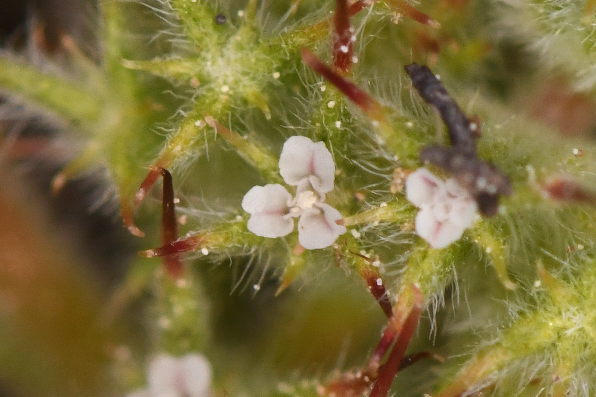 Chorizanthe clevelandii