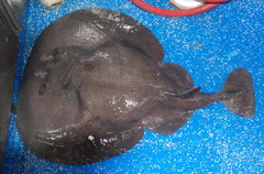 Tetronarce occidentalis
