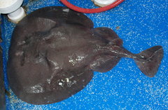 Tetronarce occidentalis