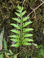 Asplenium appendiculatum appendiculatum