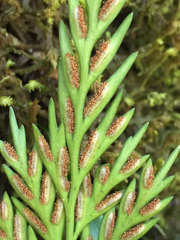 Asplenium appendiculatum appendiculatum