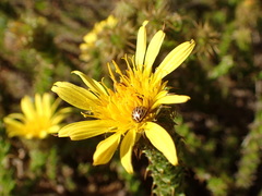 Cullumia reticulata
