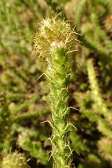 Cullumia reticulata