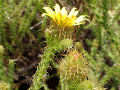 Cullumia reticulata