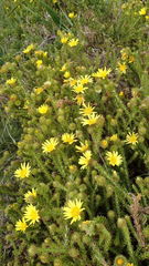 Cullumia reticulata