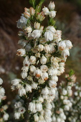 Erica triflora