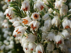 Erica triflora