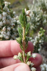 Erica triflora