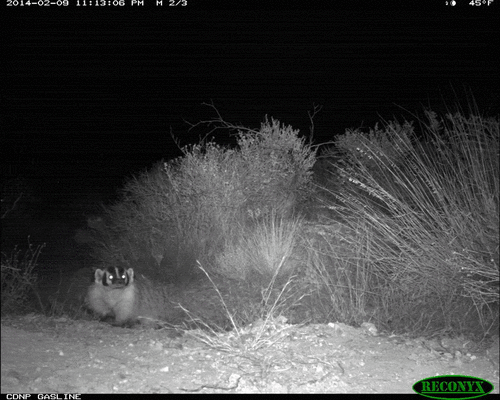American Badger photographed in New Mexico