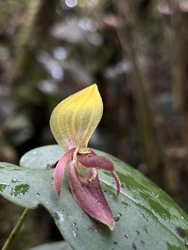 Adonis Orchid