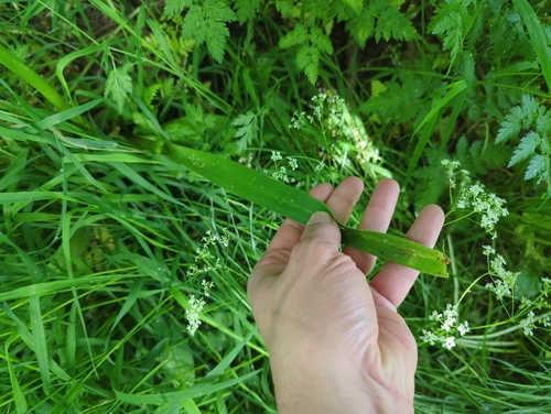 Image of Allium cristophii by (c) Matt Muir, some rights reserved (CC BY)