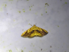 Pantographa