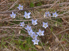 Wahlenbergia pygmaea
