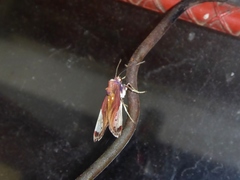 Bertholdia
