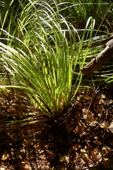 Chionochloa
