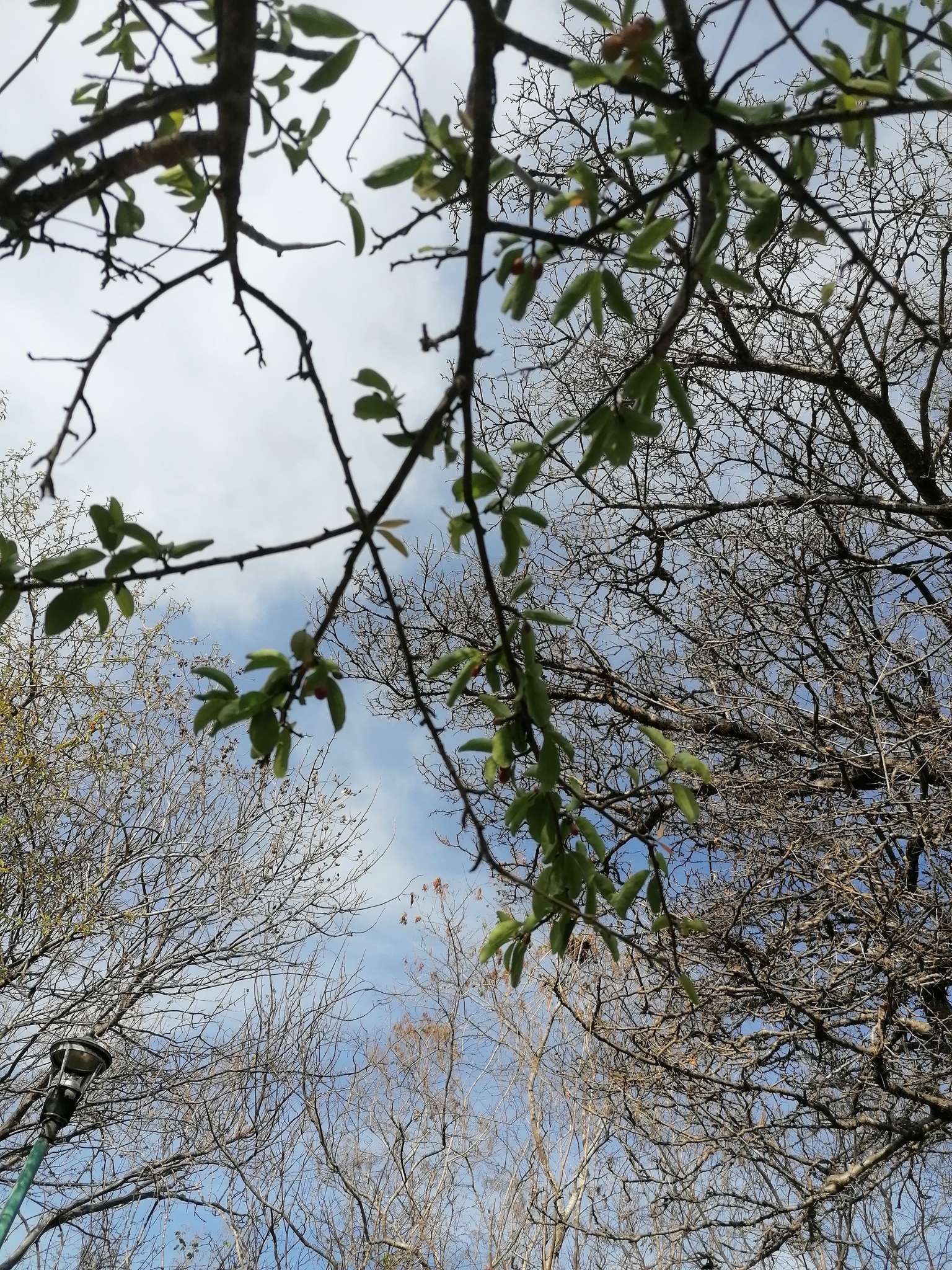Imagem de Catuaba