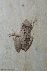 Scinax acuminatus