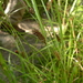 Carex dissita - Photo (c) Leon Perrie,  זכויות יוצרים חלקיות (CC BY-NC), הועלה על ידי Leon Perrie