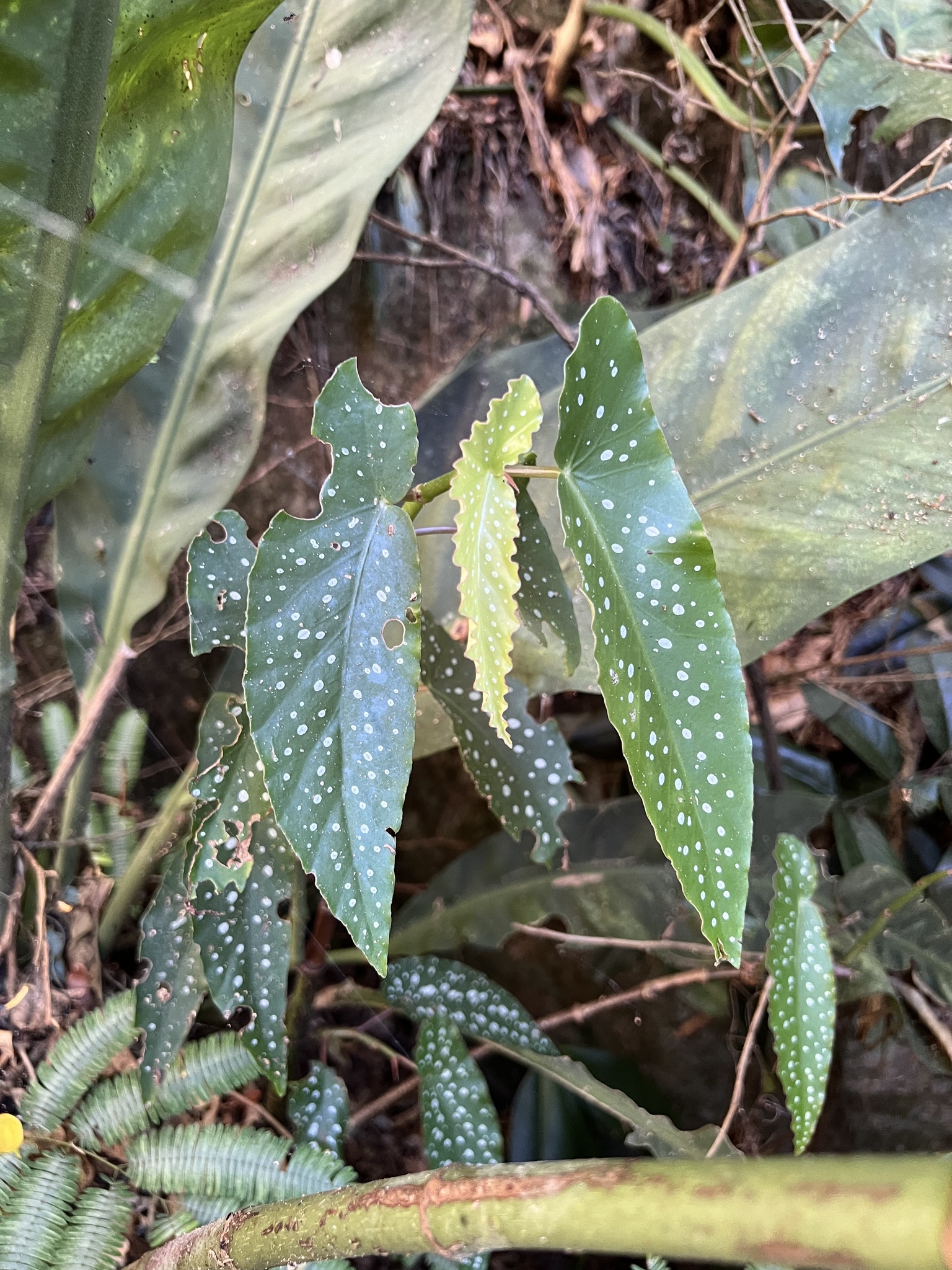 Imagem de Begônia maculata