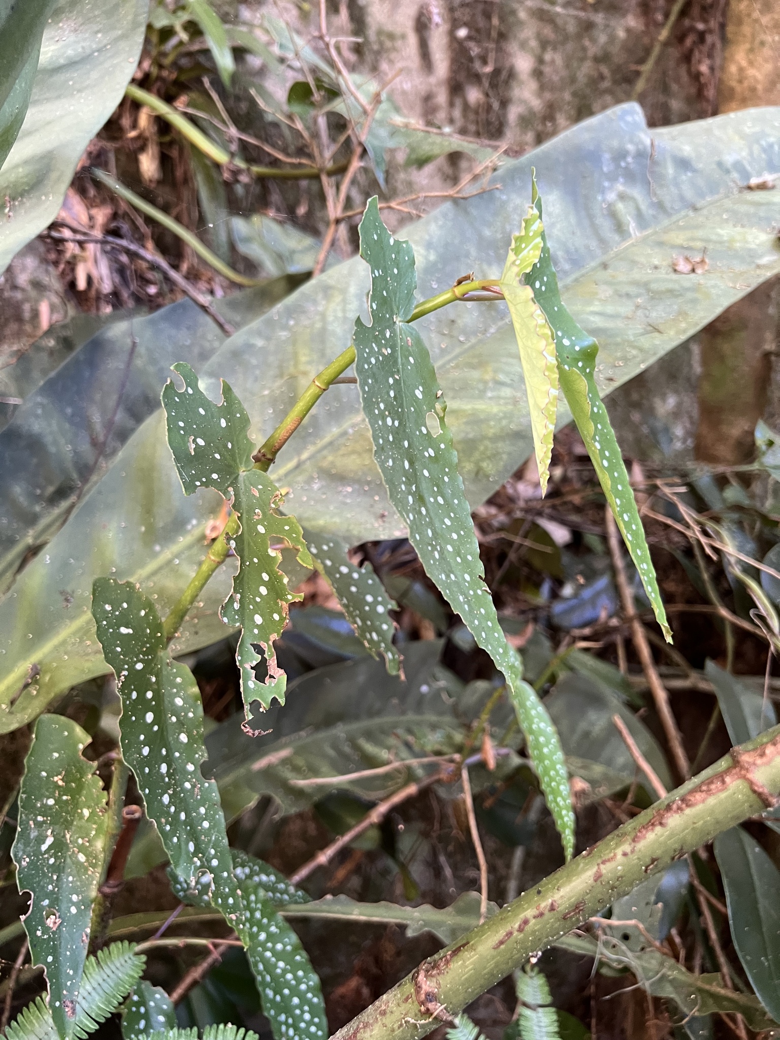 Imagem de Begônia maculata