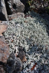 Stereocaulon glaucescens