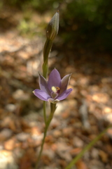 Thelymitra hatchii
