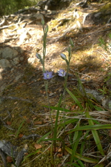 Thelymitra hatchii