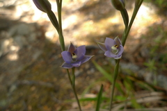 Thelymitra hatchii