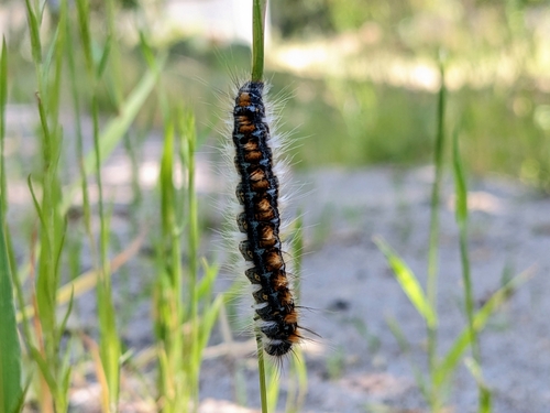 iNaturalist observation photo of Pacific Tent Caterpillar